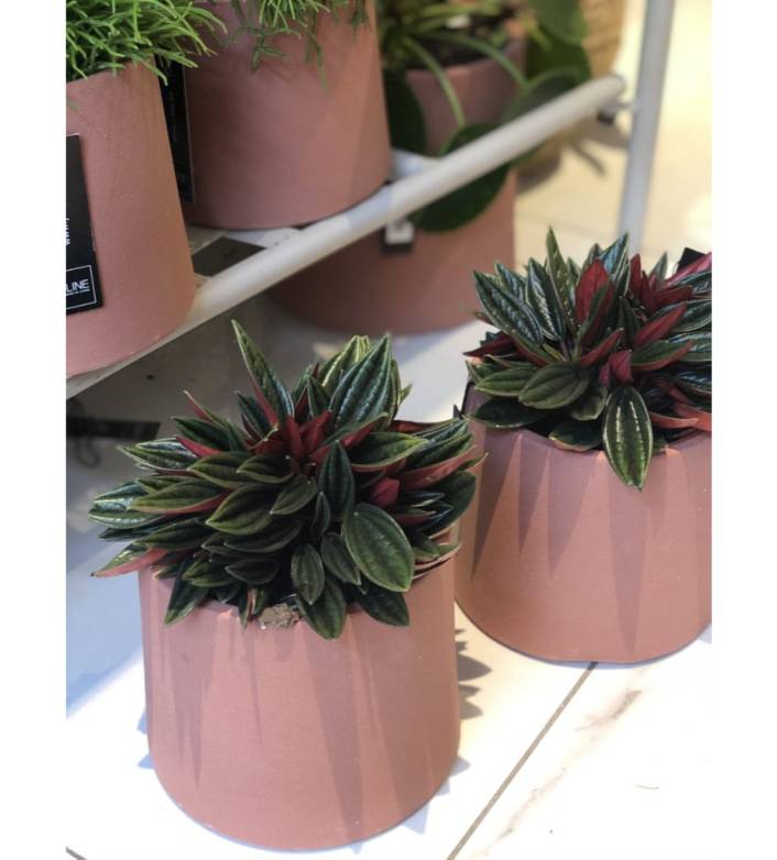 Peperomia cactus in bruine pot